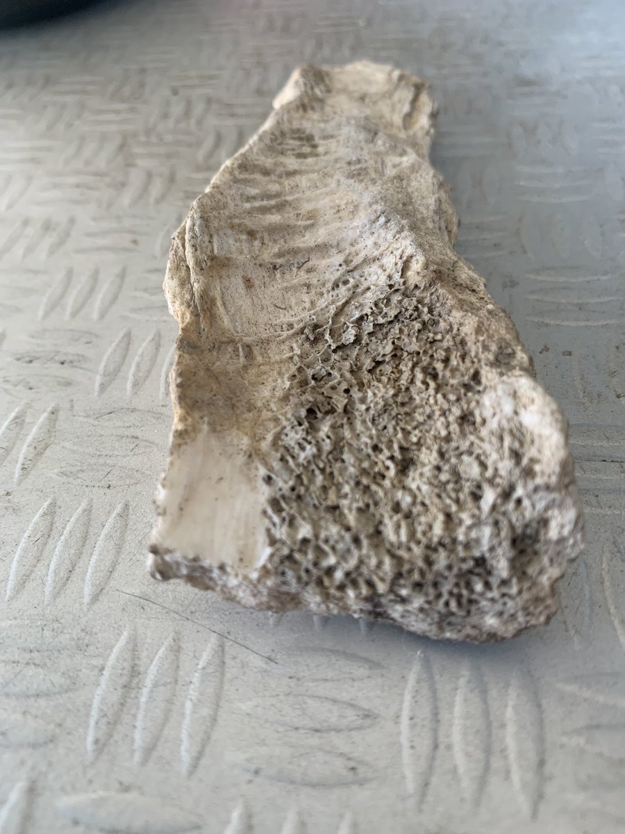 RuthRivers420's tweet image. Ummmm looks like a fossilized bone!! Help help I need an Adult #Fossil #helpmeidentify #bones