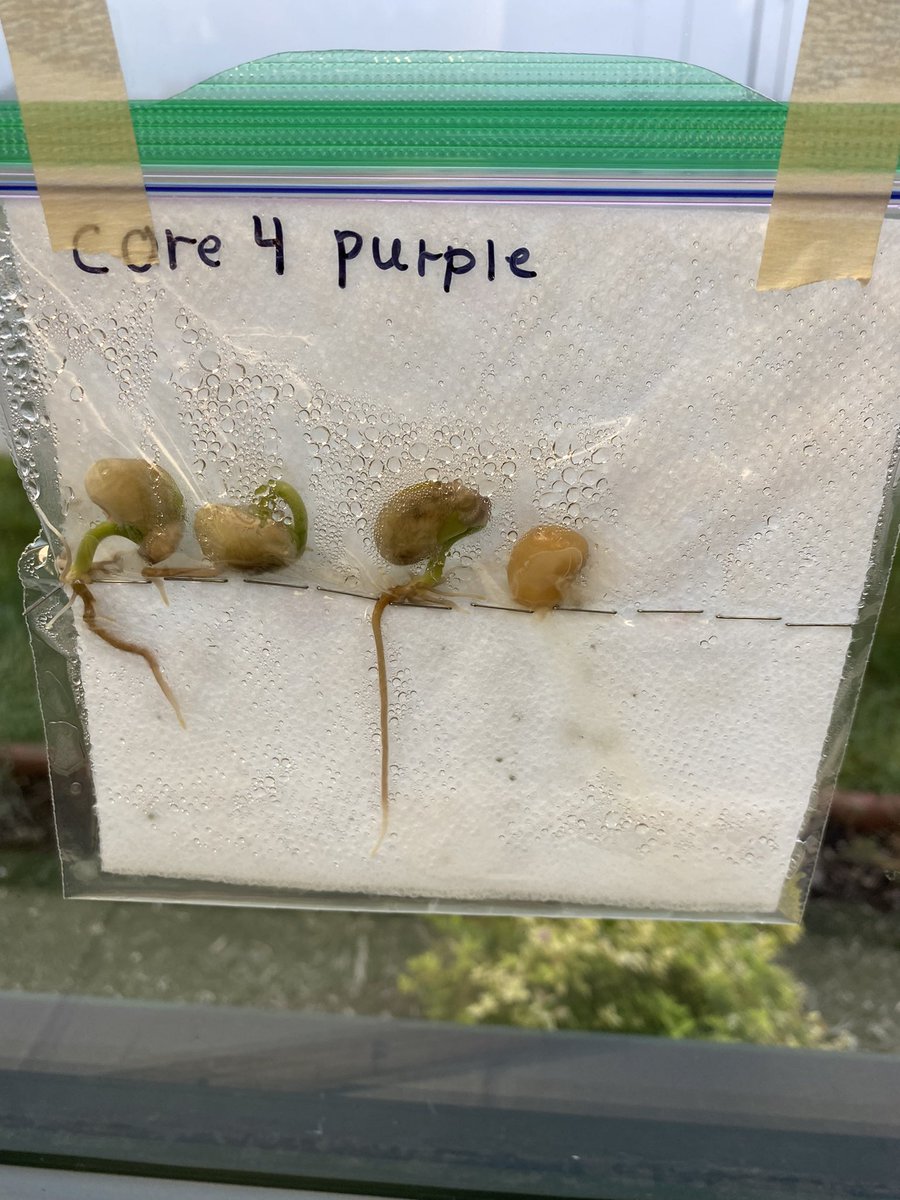 hmssci5's tweet photo. Today is my favorite part of this experiment. When the kids come back from the weekend they are buzzing with excitement over the changes! #holdregedusters #scienceiscool #stemscopes #hydroponics https://t.co/aZfJamUbnM