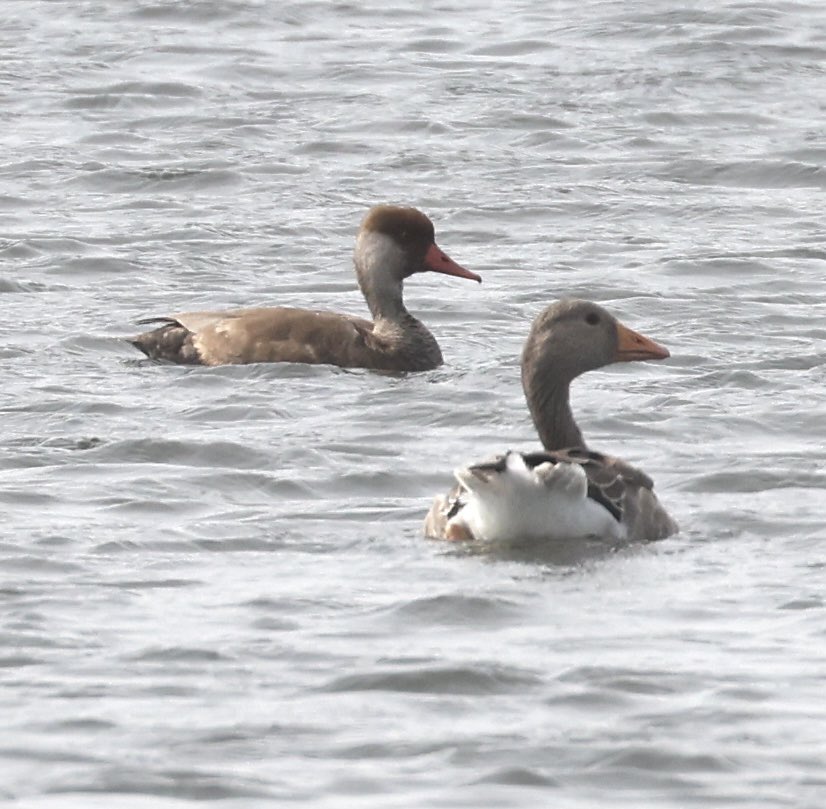 Red-crested pochard at Castle water @ryeharbour_NR  #birdwatching #sussexbirds