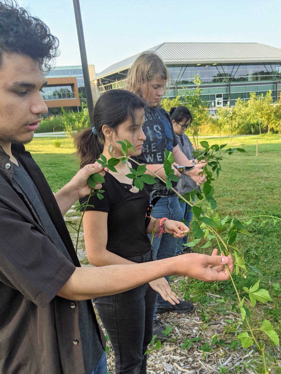 SMSDCAA (@smsd_caa) on Twitter photo Collaboration with Biotech and Culinary Signature Programs, bringing science to our farm as students learn how to propagate blackberry bushes. <a href="/smsdbiotech/">Ph.Lee - Biotechnology</a> <a href="/BroadmoorBistro/">Broadmoor Bistro</a> Collaboration with Biotech and Culinary Signature Programs, bringing science to our farm as students learn how to propagate blackberry bushes. <a href="/smsdbiotech/">Ph.Lee - Biotechnology</a> <a href="/BroadmoorBistro/">Broadmoor Bistro</a>
