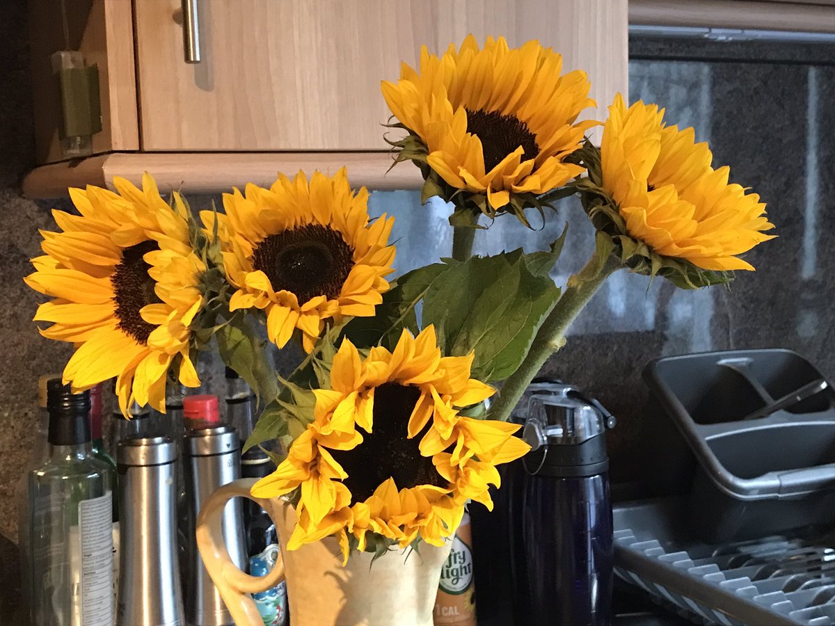 Beautiful sunflowers from @Ruthieana_ as we’re sorting out 2 uni starts for next week - with all the disability stuff that involves - not stressful in the least!! @marcusbrig @rachelparris @soojahpah @jamessflee @alwaysbecomedy #becomingalawyer #notimeforemptynests