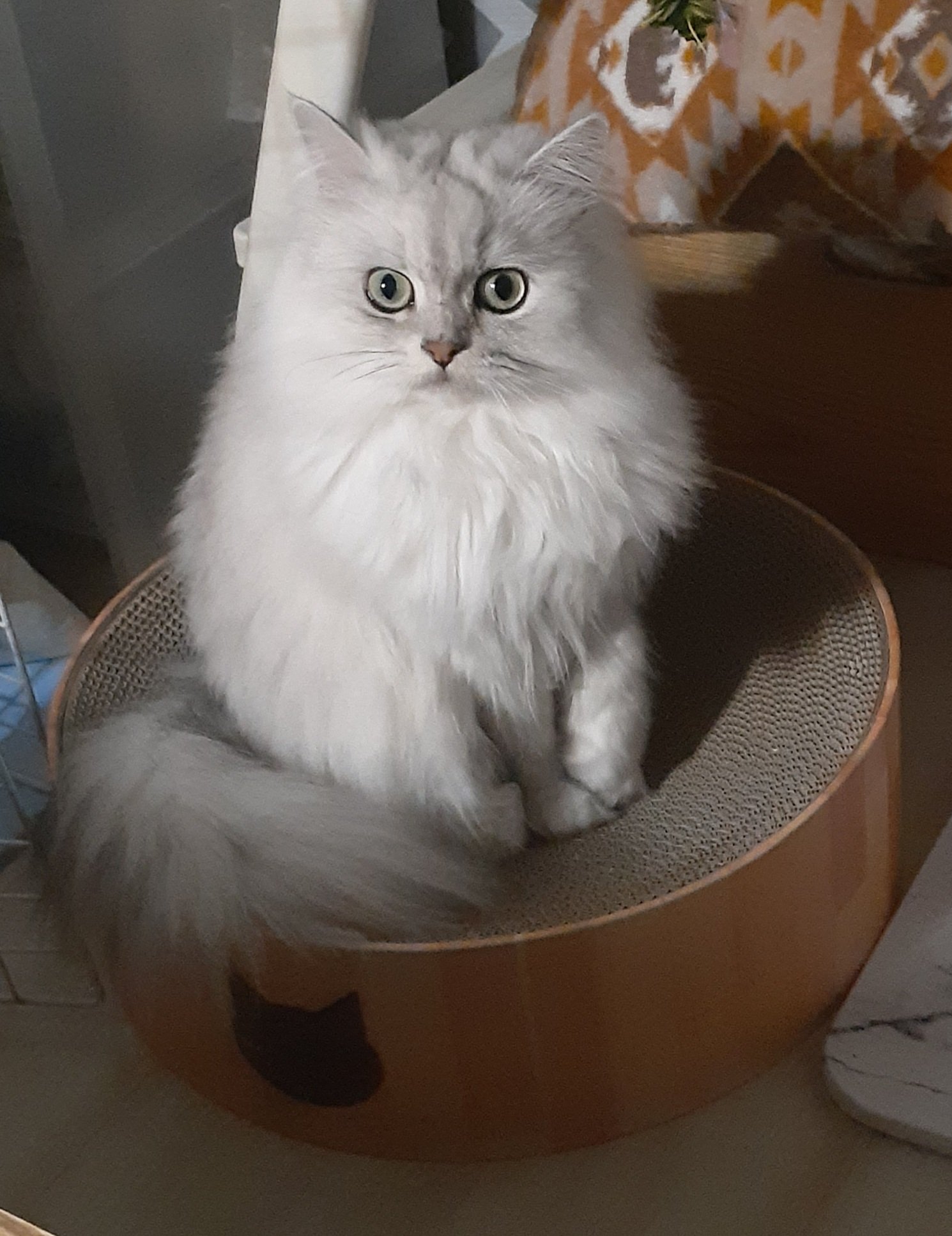 猫吸いしたい - অনুসন্ধান / X