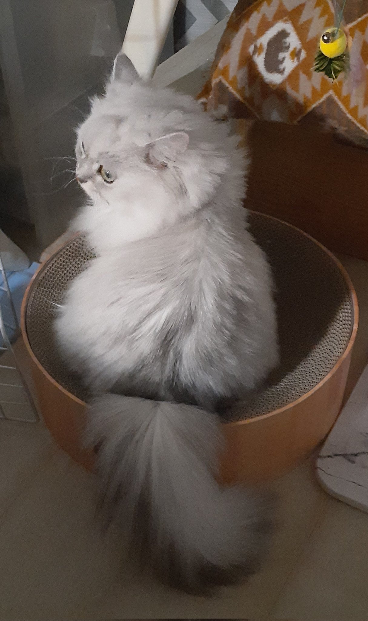猫吸いしたい - অনুসন্ধান / X