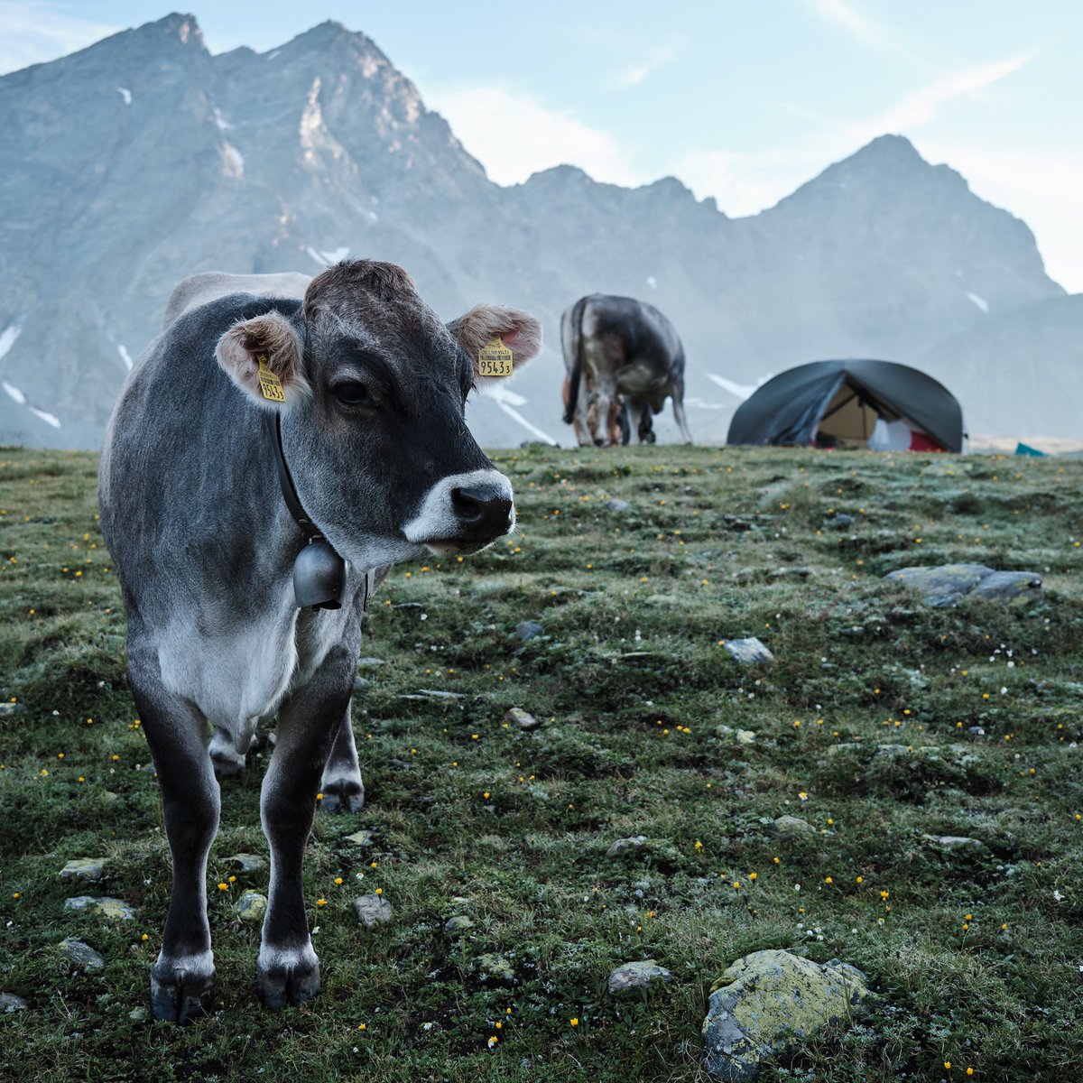 joepvanos tweet media