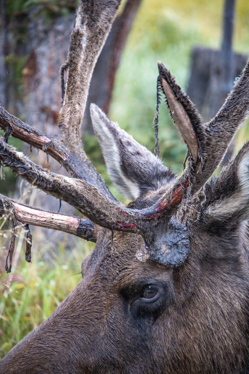 It moose be the rut season! Cervid's, antler-bearing male deer, are shedding the velvet from their antlers in preparation for the breeding season. This bull, born &amp; raised at the Preserve, is in his 13th year of life.

#YukonWildlife #FaceToFaceWithTheNorth
📸L.Caskenette