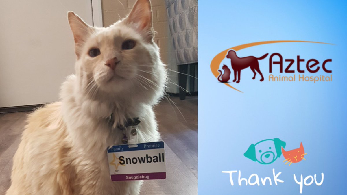 Snowball our official therapy cat, will have his annual checkup at Aztec Animal Hospital next week with Family Promise's go to Veterinarian Dr. Florez 🐱  Family Promise has sheltered 25 pets so far this year! 👍