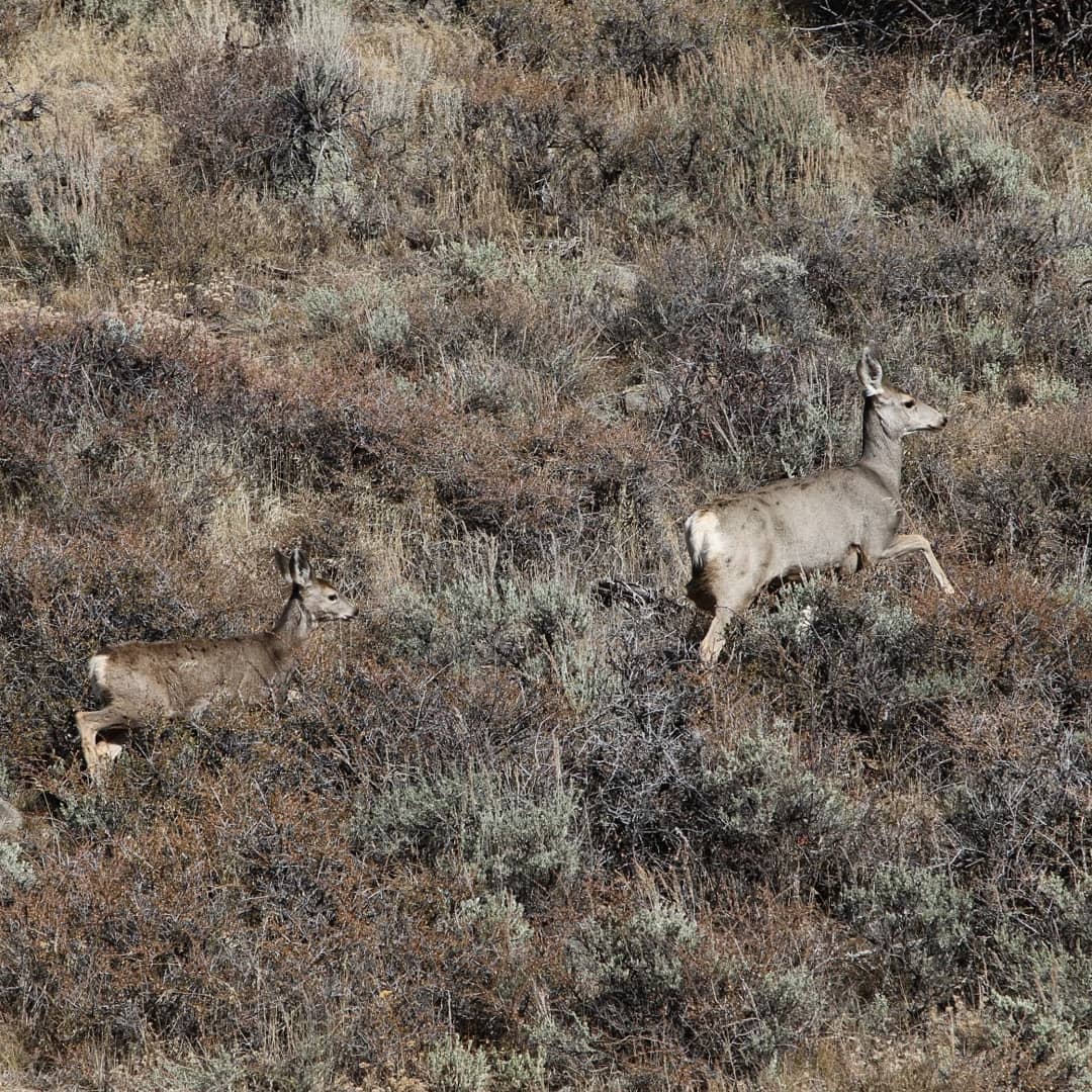 🍂Autumn is coming... 

Recent studies of doe mule deer suggest that not only spring BUT late summer and autumn nutrition play a key role in overwinter survival. 

Some #wyodeer females also use summer ranges that stay greener🌿 longer into autumn.