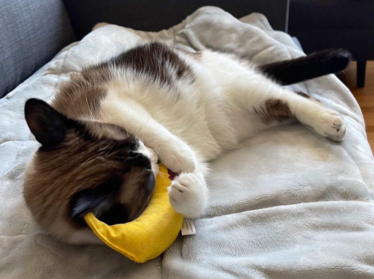 Yes, hello? This is Snowy! 🍌📱 

#NoIDontWantToRenewMyAutoWarranty #ImACat #IDontDrive #PlusImOnly3 
#1800MurderMittens #1800SnoPaw #BothWork #Maybe #TollFree #CallMe #IWontLetMomAnswer #ButYouMayGetDadGuy #TestUrLuck #CatsOfTwitter #cats #snowshoe #Siamese #cat #catsofinstagram