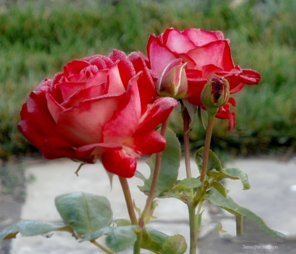 The Rose Garden
#roses #redroses #rosephotography #rosesphoto #rosesphotos #nature #naturephotography #rosegarden #rosegardens #garden #gardens #photography #ohiophotography #ohio #lorainohio #loraincountyparks #pinkroses #pinkrose #redrose #redroses