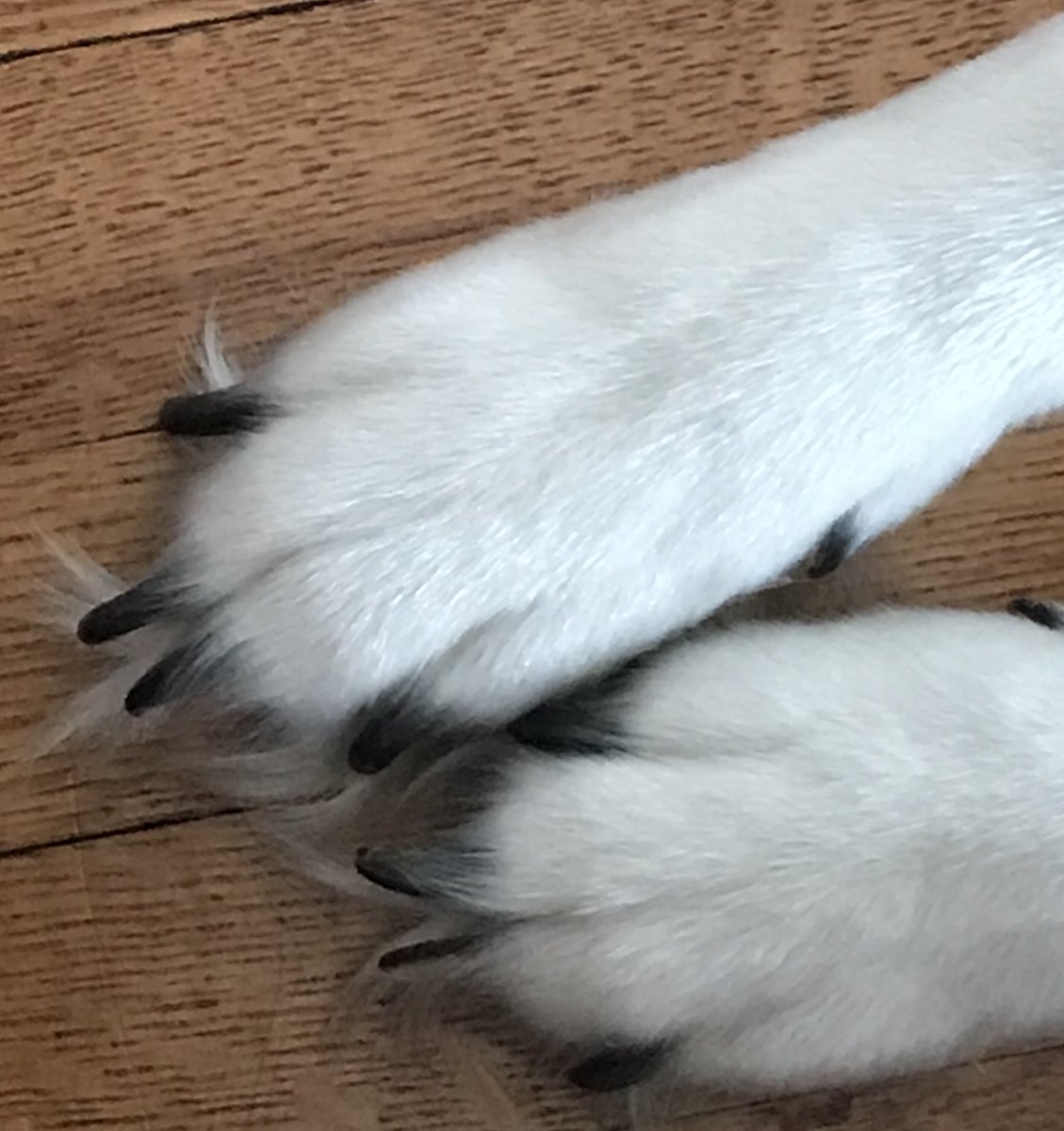 mtu_engineering's tweet image. We challenge you, 9th &amp;amp; 10th graders. We Nose you care about the future: Paws for a moment and consider registering for the Husky Bites Challenge, a free virtual learning contest w/mentors to design a #sustainable school. Register solo or as a team. bit.ly/3AmCSlv #STEM