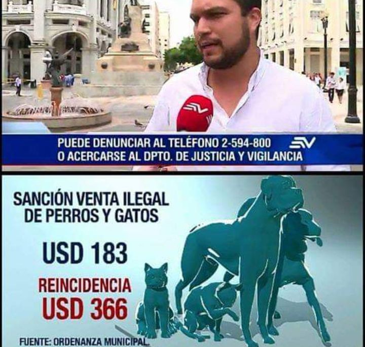 DefensoresAn's tweet photo. Año 2016, ofreció acabar con los vendeperros d la bahía. Sepa @JosueSanchezEc q ellos son los dueños de los 55 cachorros que incautó @SENAE_Aduana hace pocos días. Usted mintió a la ciudadanía y al activismo. @ecuavisa @eluniversocom @tctelevision @Expresoec @DiarioExtraEc https://t.co/cHhZOnrloR
