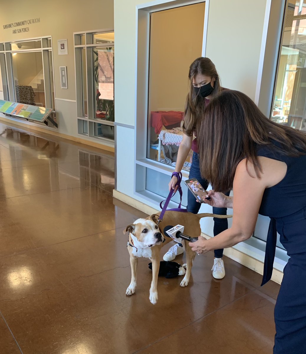 lancelewnbc's tweet photo. It’s #CleartheShelters week. Meet @MarcusNBC the dog who is available for in-person adoption @hssv .  See his debut interview with @KrisNBC on @nbcbayarea in a few minutes! https://t.co/VVs0jnaj96