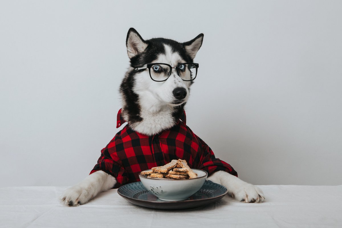 mtu_engineering's tweet image. We challenge you, 9th &amp;amp; 10th graders. We Nose you care about the future: Paws for a moment and consider registering for the Husky Bites Challenge, a free virtual learning contest w/mentors to design a #sustainable school. Register solo or as a team. bit.ly/3AmCSlv #STEM