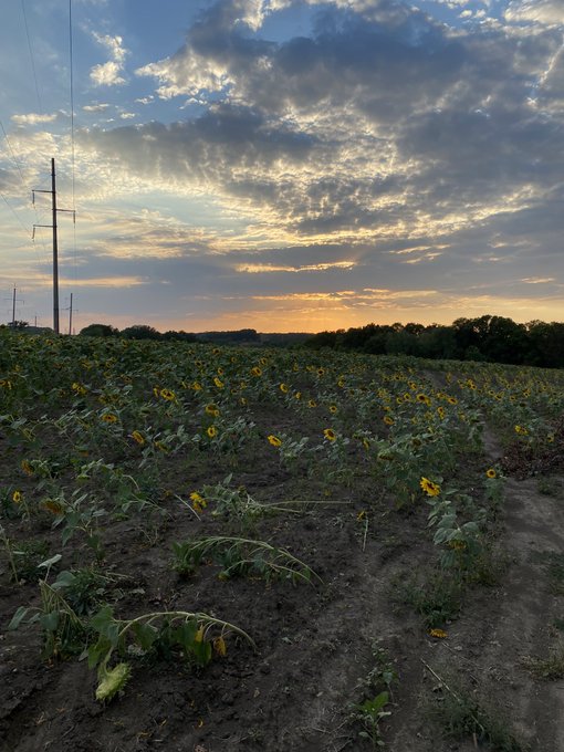 зато побывали в подсолнухах https://t.co/JJEyJfTOVf