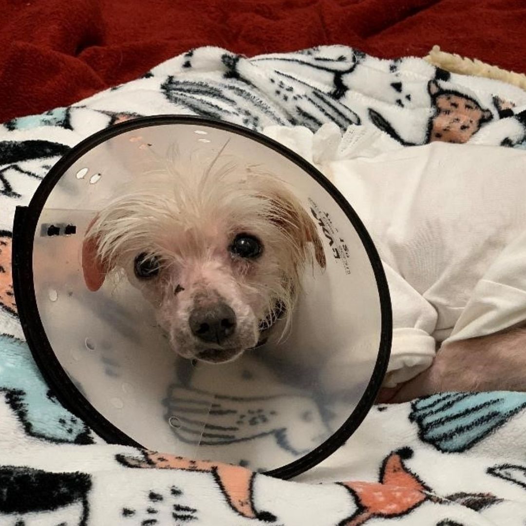 GreyMuzzleOrg's tweet photo. Uncomfortable doesn't even begin to describe how Dolly felt. Knowing this senior dog needed extensive care to get a new beginning, she was transferred to @cthumane where her care was supported by a Grey Muzzle grant. Read Dolly's story at https://t.co/uXmX7WQ81B

 #meetthedogs https://t.co/zigS3XsUa6