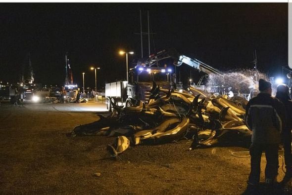 Chris Packham (@chrisgpackham) on Twitter photo Hello <a href="/Channel4News/">Channel 4 News</a> have you noticed that the Faroese killed an entire pod of 1428 dolphins yesterday . That’s news . Report it . Please RT Hello <a href="/Channel4News/">Channel 4 News</a> have you noticed that the Faroese killed an entire pod of 1428 dolphins yesterday . That’s news . Report it . Please RT