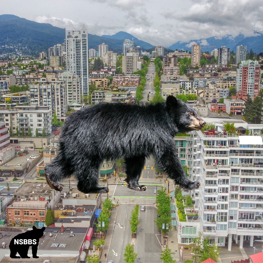 ❗ .<a href="/NSBBSociety/">NSBBS</a> reports that bears have been spotted in many communities including Central &amp; Lower Lonsdale.
🍌 Always store garbage/organics securely
🍌 Wrap green waste + freeze smelly stuff
🧼 Keep carts clean
🍐 Pick fruit early

🐻Tips: ow.ly/dBep50G9haP 
📷 Norm Lee