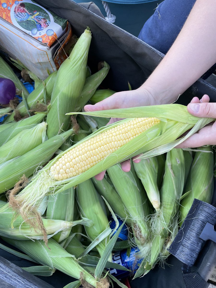 I guess something good came outta this year! Huge sweetcorn cobs! Garden produced a little something!    #drought21