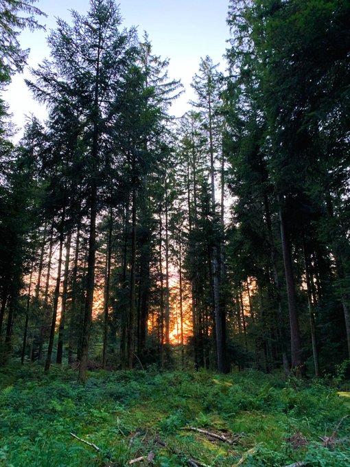 Went to hunt mushrooms today, but found nothing except this beautiful sunset ? https://t.co/844iqTZY