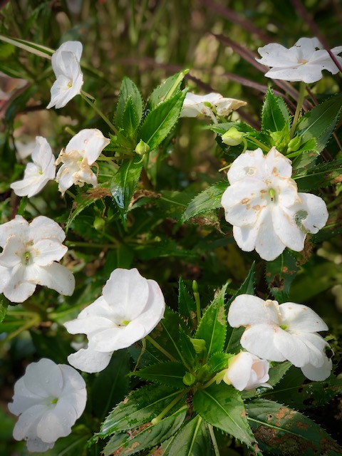 There is one good thing about this latest heatwave. It's helping keep a lot of the flowers in bloom.