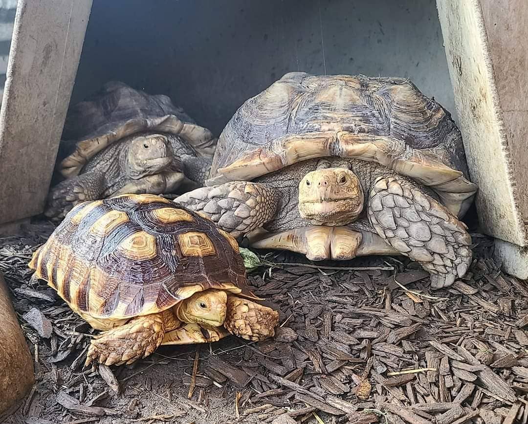 Cara Maré tweet media