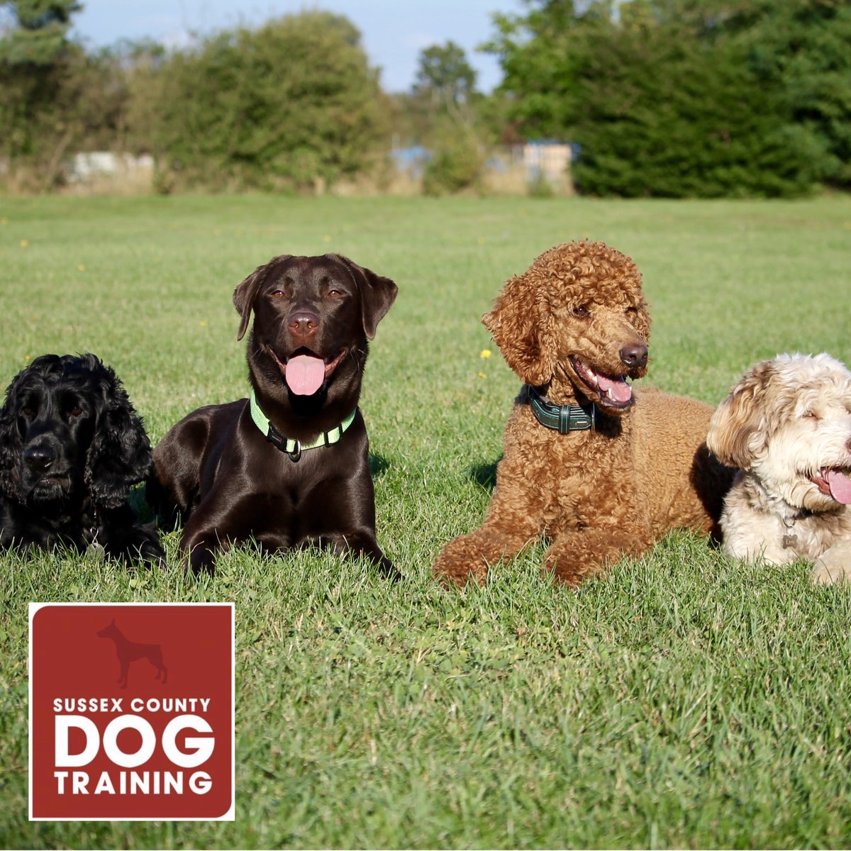 SCDogTraining's tweet photo. 'The Pose'
Love getting my dogs to pose for photos - what's the best posed photo you have of your dog/s? https://t.co/2EuFjGdYJU