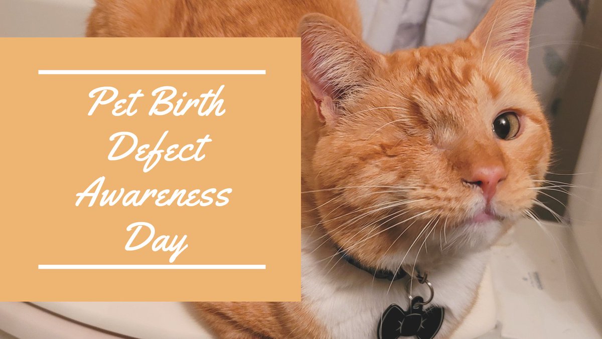 PawsitivelyPaw3's tweet image. "Did you know that it's Pet Birth Defect Awareness Day? Let's recognize all of the kitties with health issues, and celebrate their parents for working so hard to keep them with us!"
-Prometheus