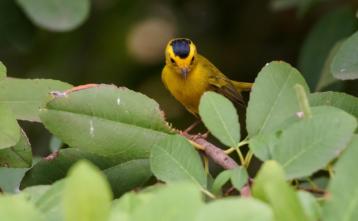 At the Pond: Fall migration, coastal cleanup and bird strolls is.gd/CKVNIM