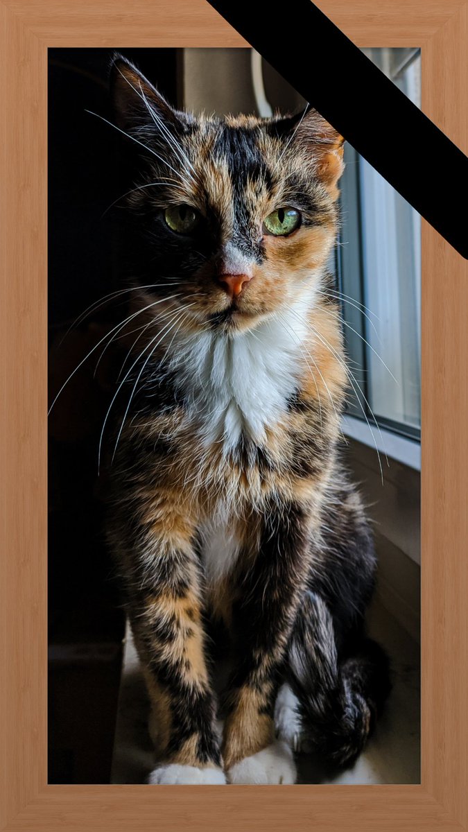 Terrorising you with the Fellas 𓃠 tweet media