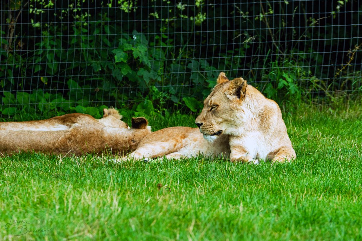 LBPhotography96's tweet photo. The Lion Sleeps Tonight and Doze by Lauren Bremner.⠀
#laurenbremnerphotography #natgeotravel #ourdailyplanet #passionpassport #discoverearth #natureseeker #wildlifephotographer #nature_potd #yourshotphotographer #your_wildlife #nuts_about_wildlife #ukwildlifeimages https://t.co/7iFhWgKukq