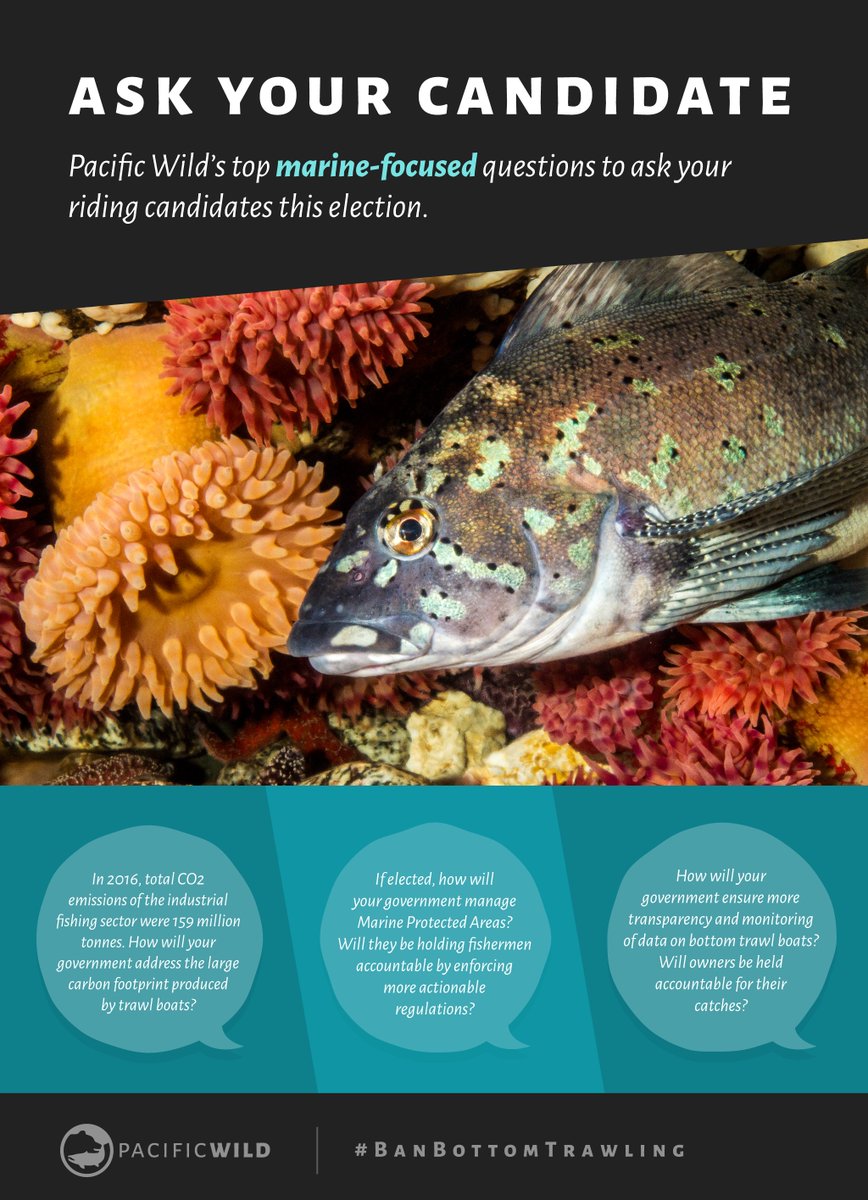 pacificwild's tweet photo. ATTENTION BC SUPPORTERS! This week, we’re sharing talking points you can reference in support of our campaigns when you communication with election candidates in your riding. Up today is bottom trawling! #InDeepTrouble https://t.co/8xYJzxmH0j