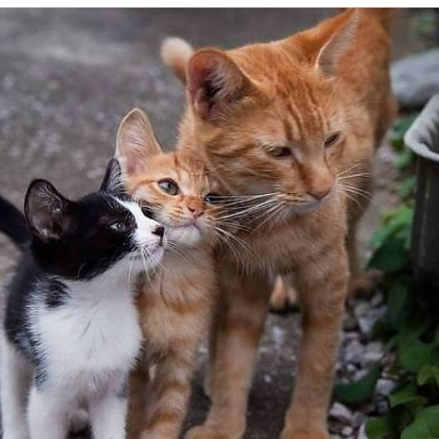 Geovohm's tweet photo. "I adopted this little one, I think I can raise two; cats help each other!"

                     ~ Geo 🐾😺😻    
#CatsOfTwitter #cat #AdoptDontShop #adoptme #adoptargato #adoptarservivo https://t.co/fQvIx6ysEf