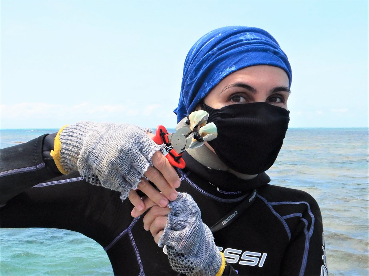 A day as a parrotfish! Can #oceanwarming alter recovery rates of coral areas affected by #parrotfish bite scars? Field and lab experiments will help us figure it out! 🤓