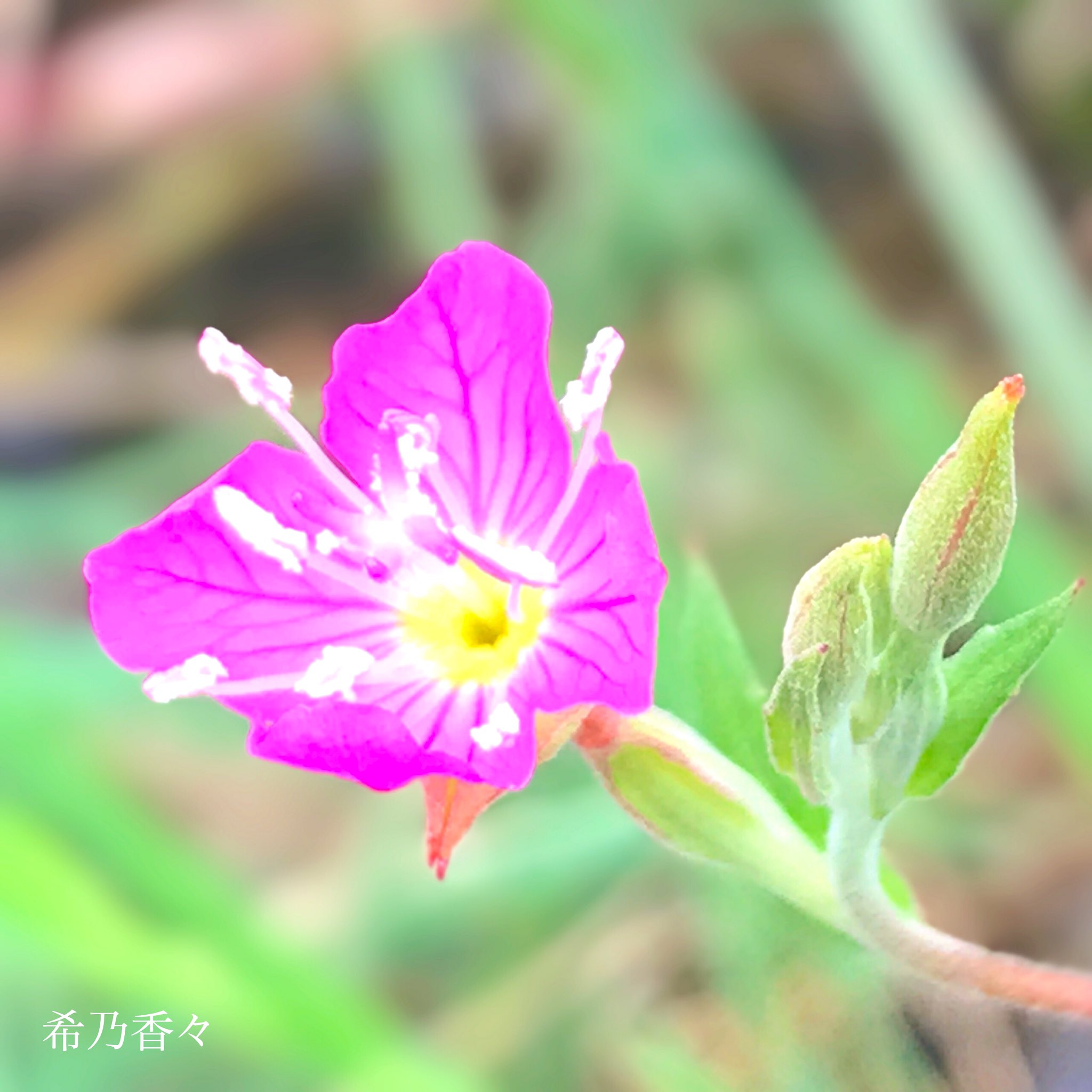 夕化粧 Twitter Search Twitter