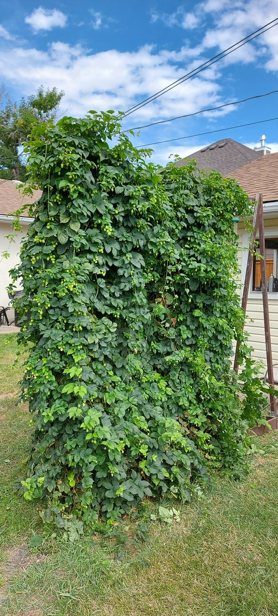 I harvested by golding and Chinook hops yesterday and brewed today. I have ~3.5 lbs of wet fresh hops leftover (equivalent ~10oz dried). The bines were intertwined so the hops are mixed. If you want to experiment with what's left, let me know. <a href="/yeastwranglers/">Yeast Wranglers</a>