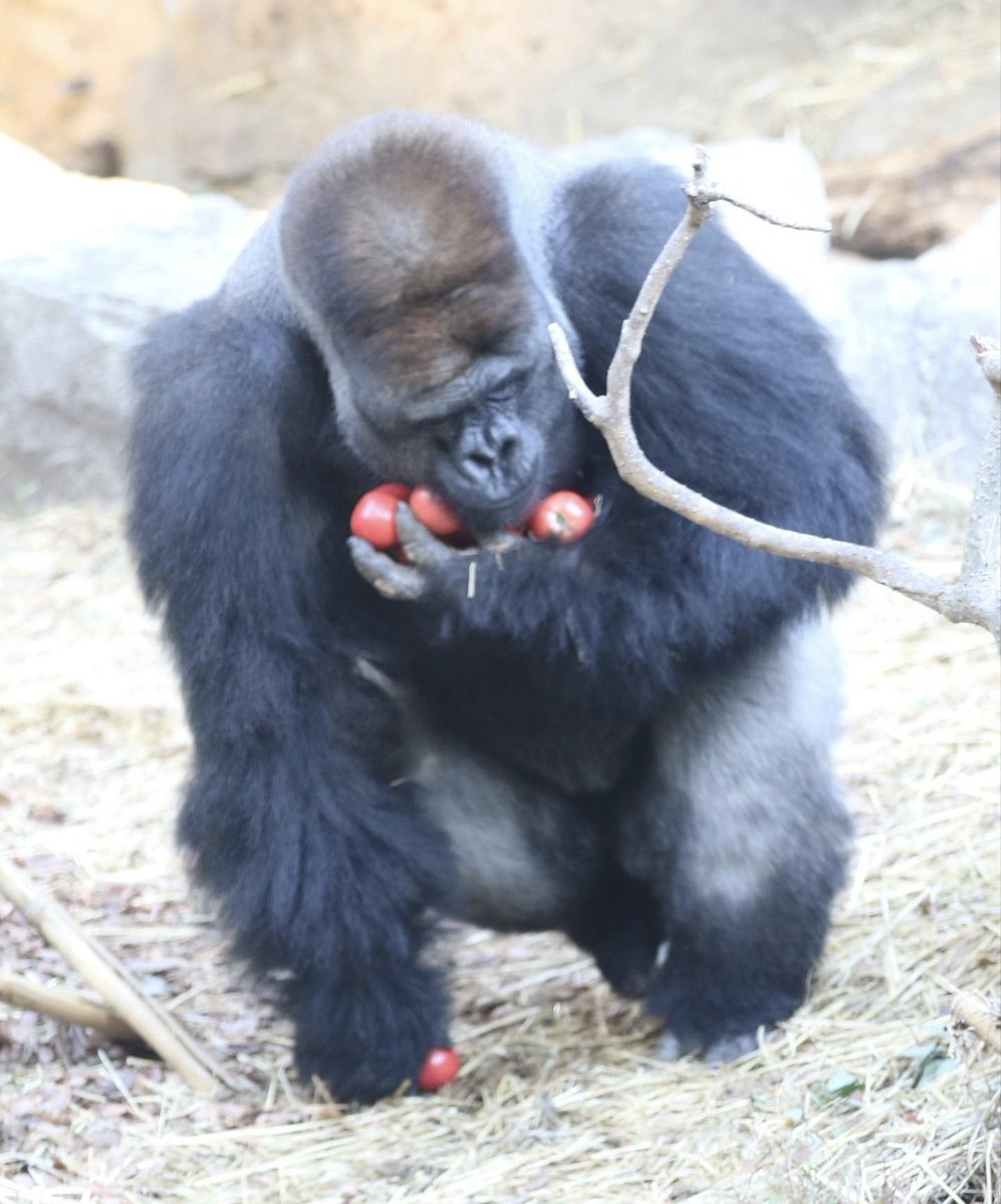 Animals that sell you stuff tweet media
