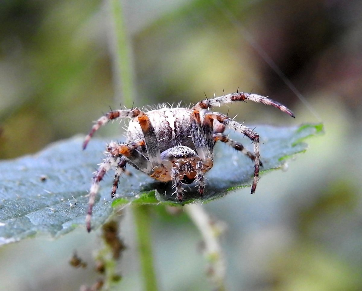 donnamallon222's tweet photo. Garden Spider - Araneus diadematus, so many of these beauties in the garden, I'm really enjoying getting to know all the different species of spiders there fascinating 😊 #gettingclosetonature #Britishspiders #spiders https://t.co/9Pm09Dw8ij