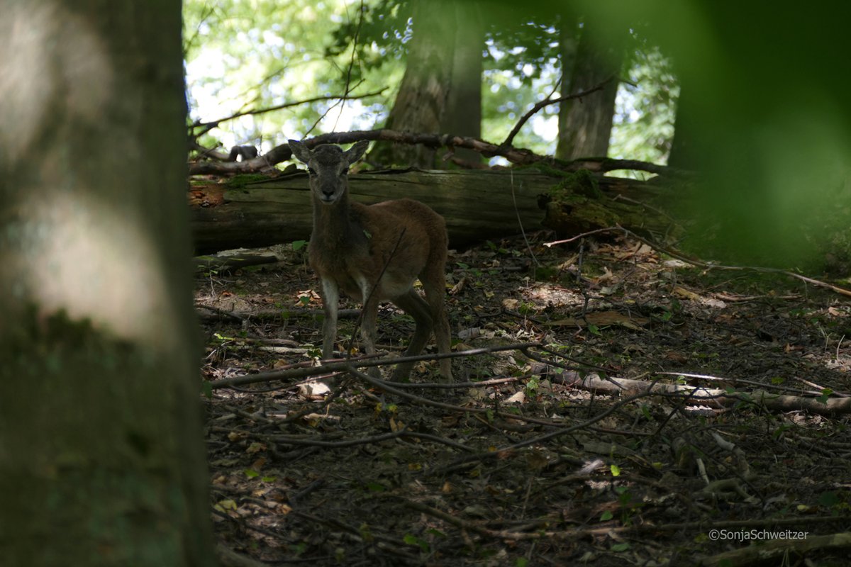 HessenSonja5767's tweet photo. Heute im Tiergarten Braunfels.................. #Wald #Tiere #Mufflons #Damwild #Natur #Flora #Fauna #Braunfels #Tiergarten #Lahn #LahnDillKreis #Mittelhessen #Hessen #Germany https://t.co/MTFWAYO0yS