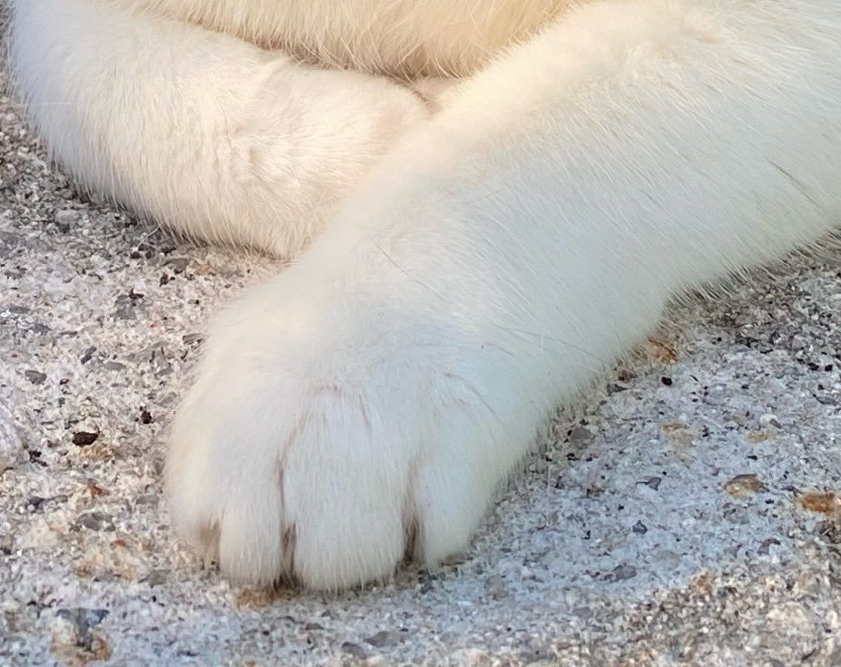 BlueChilli1's tweet photo. @EdibleCatsClub My paw is raised https://t.co/ahugzZrh7r