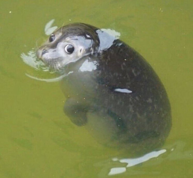 poutinesmoothie's tweet image. Me: *trying to flush the toilet at a friend's house*

Unflushable poop: