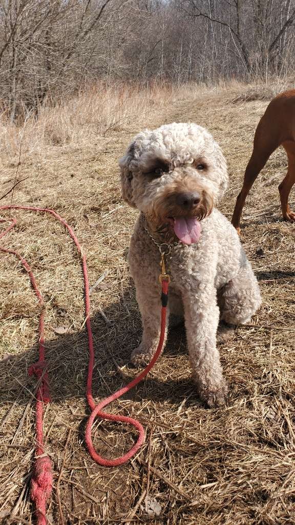 Complete K9 Inc. tweet media