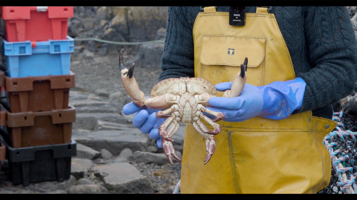 Seafood Mull & Iona tweet media