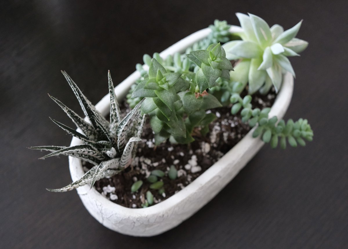 Tracy Chou 🌻 tweet media