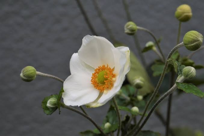 うえもっちゃん على تويتر 今日９月１４日の誕生花は シュウメイギク 秋明菊 花言葉は 薄れゆく愛 淡い思い 引用元 T Co Od98e3rv7b 誕生花 シュウメイギク 秋明菊