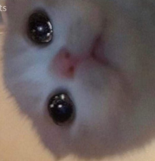 EndlesslyHungry's tweet image. .... 👉👈

Food?