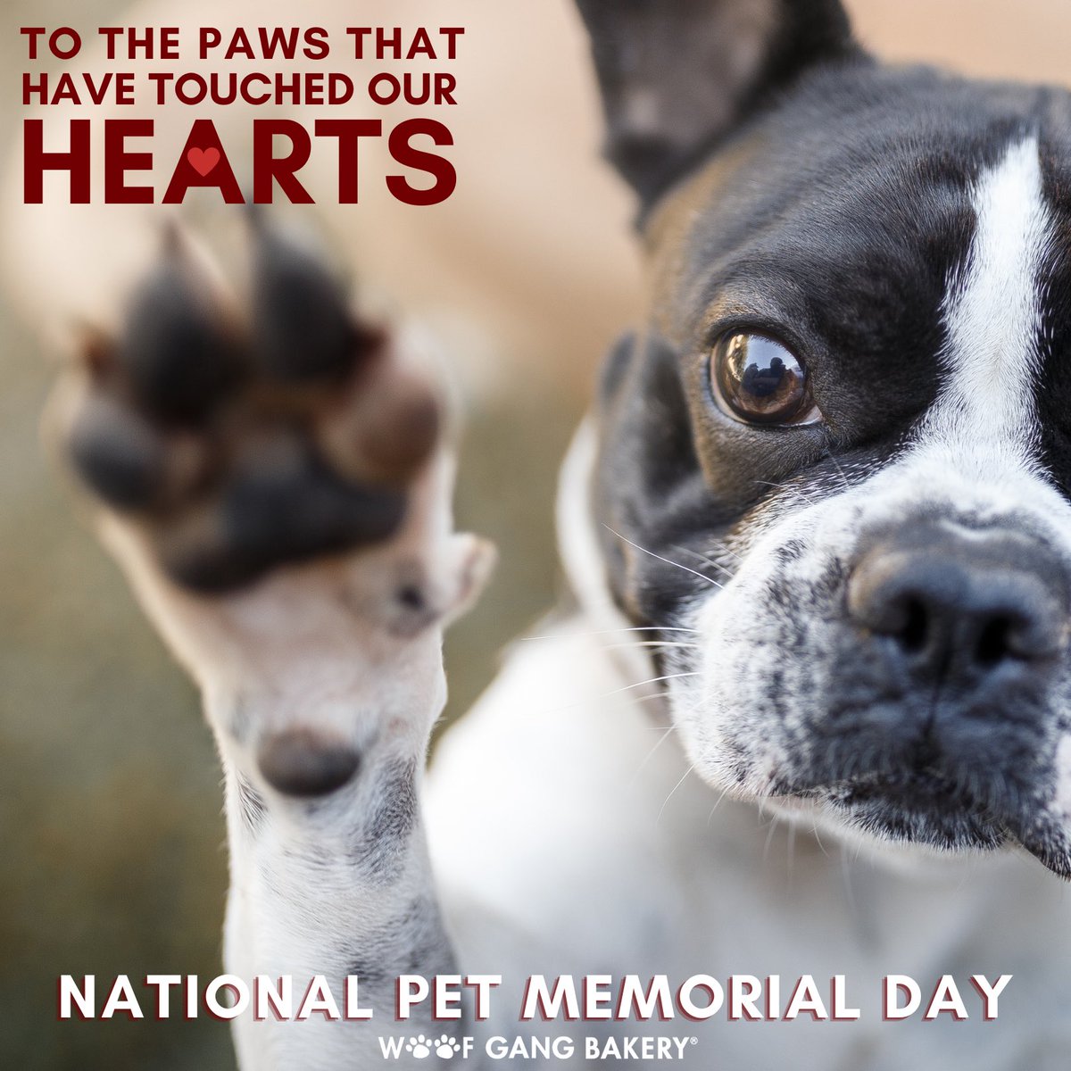 I think dogs are the most amazing creatures; they give unconditional love.  For me, they are the role model for being alive. - Gilda Radner ❤️
👇
We know the impact a dog or a pet makes on our lives, so post a photo in memory of your special one and tag us so we can honor them!