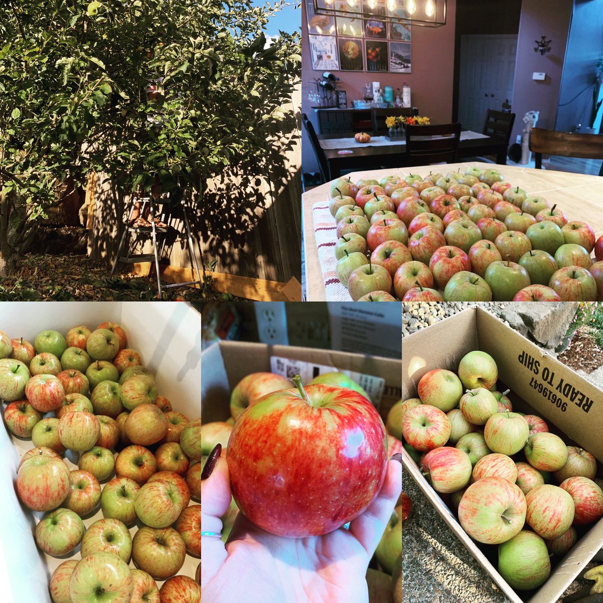 My new house apple bounty  Hey foodies got any good recipes? #delicious #goodandgoodforyou  #lifeisgood @FoodNetwork