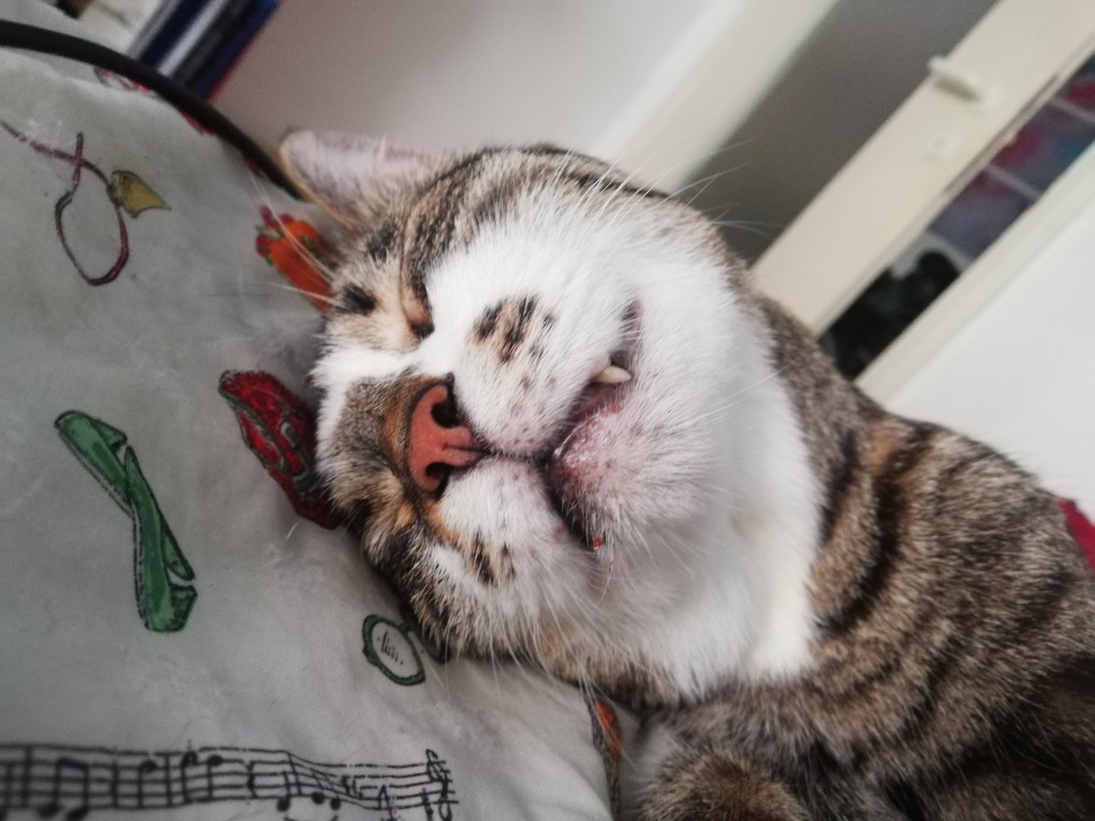antogea's tweet photo. @VolpeReal Fanno finta di dormire per almeno 20ore al giorno ... ma chissà #viteallimite #Lapik e #Matilda
@Sfigatto @AndreiAndrei63 @ElveroW @nerdmom123 @mylsveta https://t.co/yWEPmgHjf6