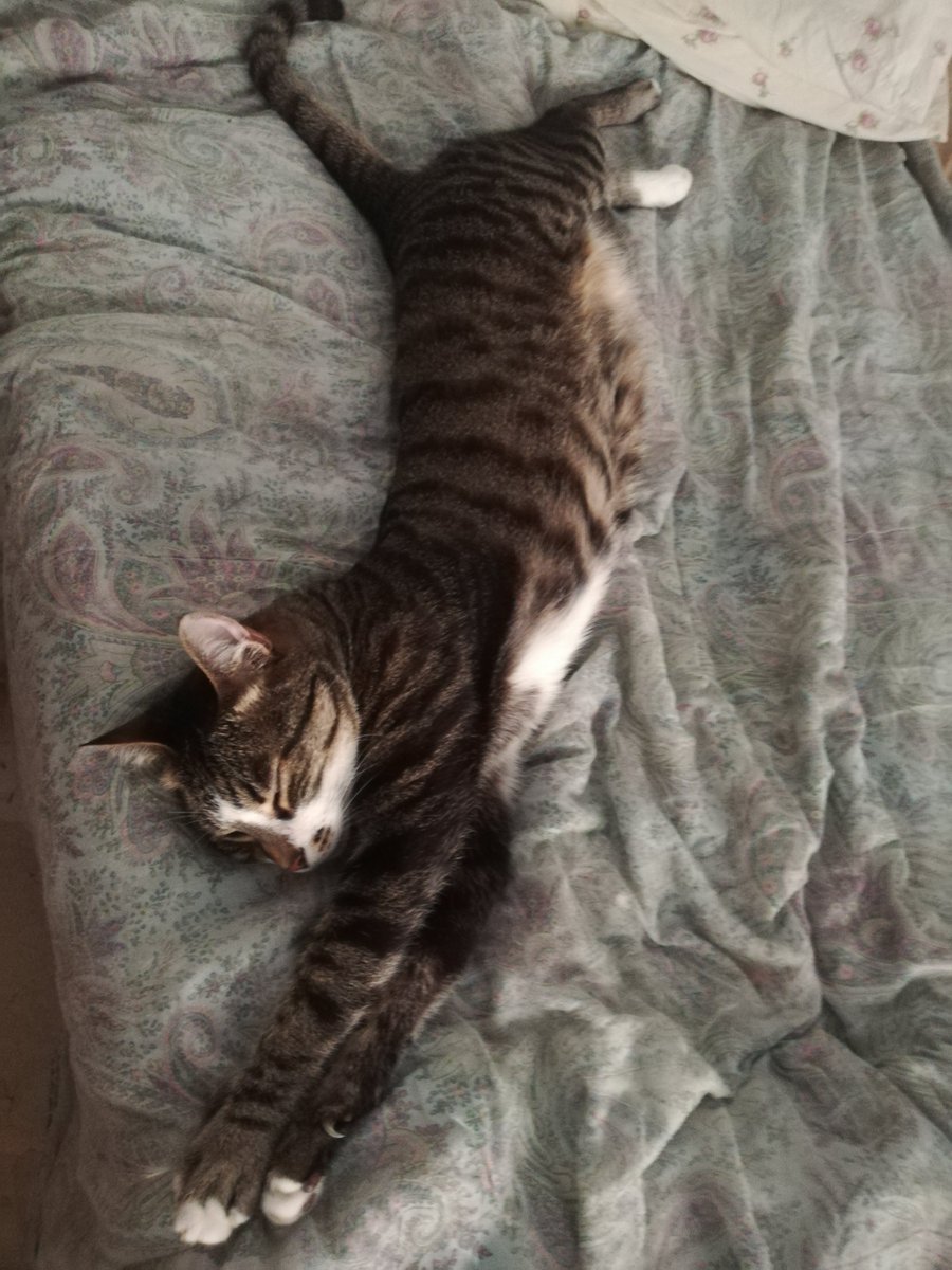 antogea's tweet photo. @VolpeReal Fanno finta di dormire per almeno 20ore al giorno ... ma chissà #viteallimite #Lapik e #Matilda
@Sfigatto @AndreiAndrei63 @ElveroW @nerdmom123 @mylsveta https://t.co/yWEPmgHjf6