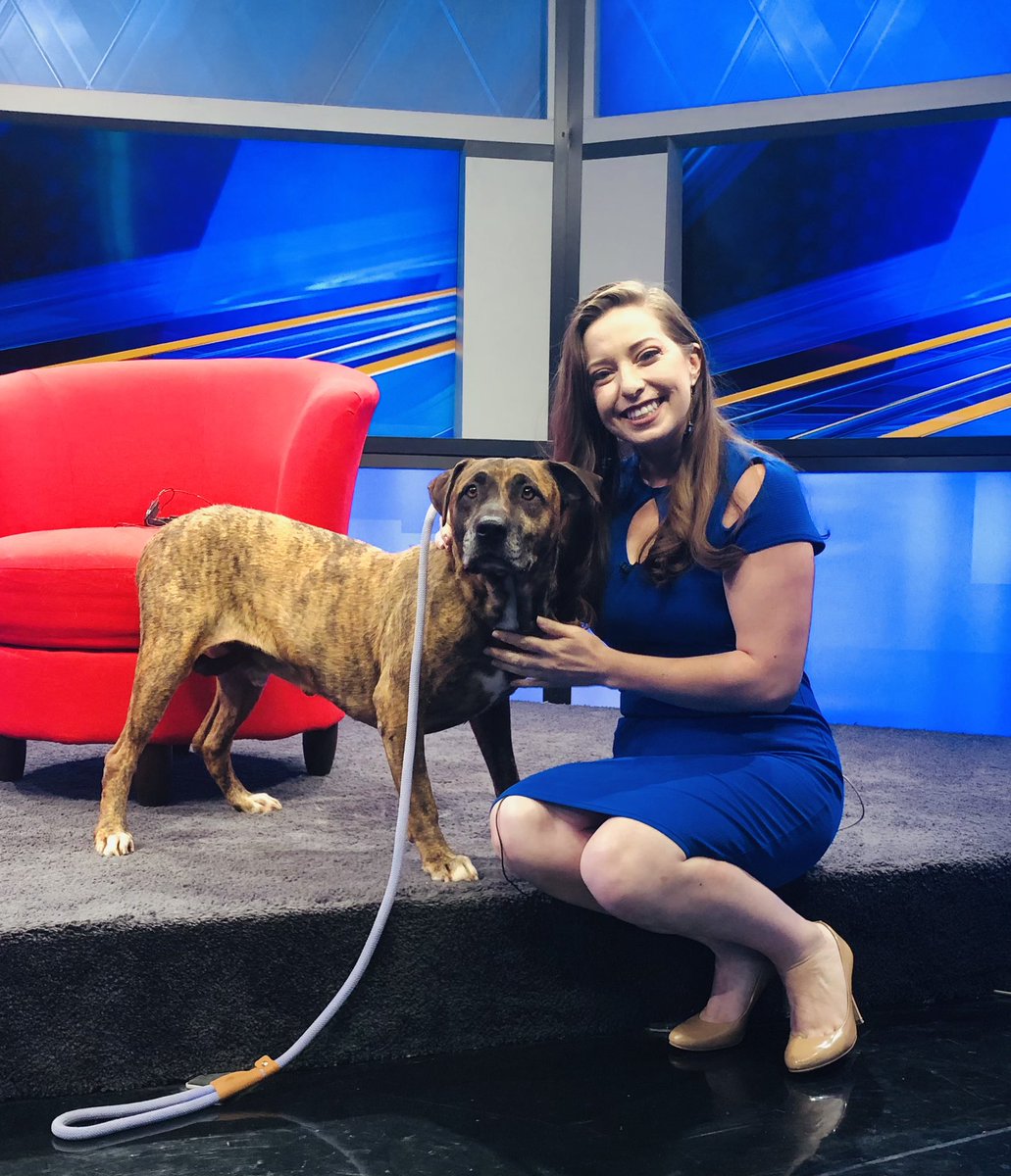 SusyACastillo's tweet photo. This is Logan! He’s been at the @ElPasoAnimalSvc for too long. He and more than 600 pets are ready to be adopted for free during Clear the Shelters. It’s happening right now through Saturday. https://t.co/nhlSuFUFh2